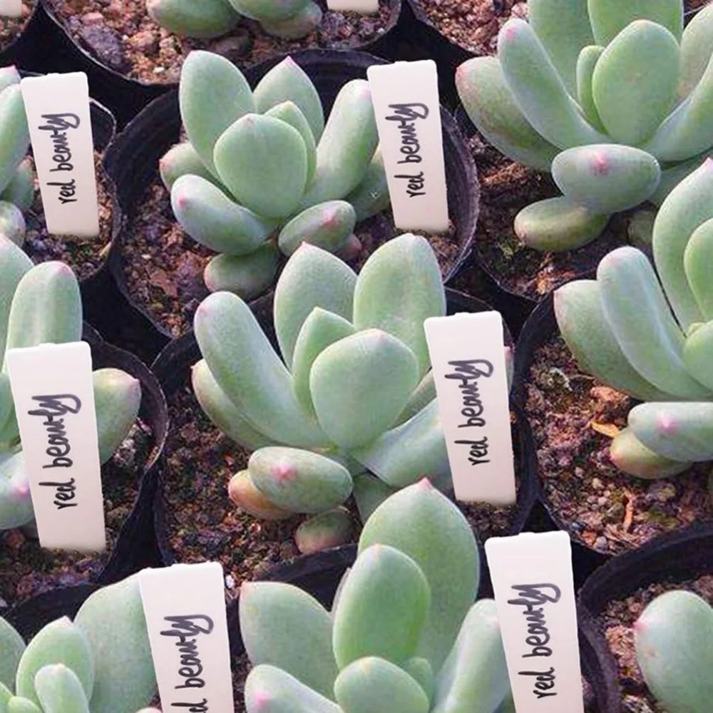 100 Etiquetas de Plantas para  - Gardening Tools Labeled avaliação e preço