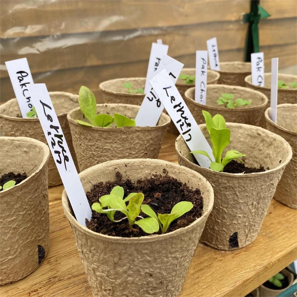 50 Vasos Biodegradáveis para I - Seed Starter Trays avaliação e preço